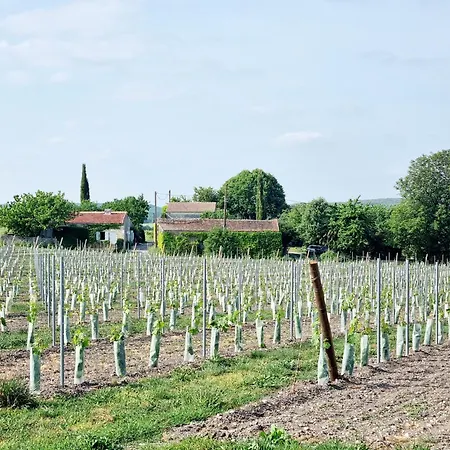 Fleurs De Vigne, Charentais Au Grand Coeur